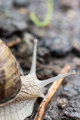 Garden snail in the garden soil