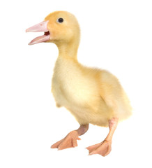 Duckling isolated on white