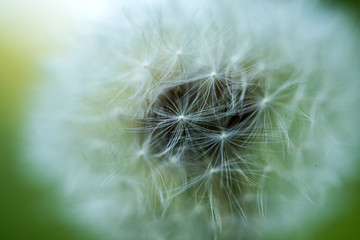 dandelion growing in a meadow close-up