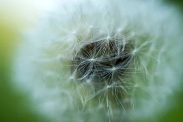 Foto op Plexiglas dandelion growing in a meadow close-up © ksena32
