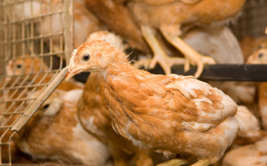 Chickens. Poultry farm