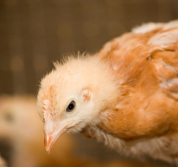 Poultry farm.Portrait of chicken