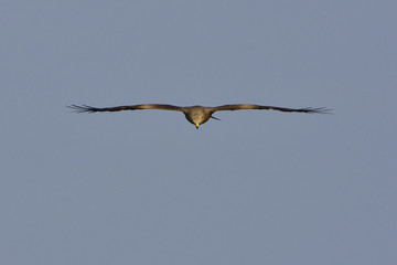 Schwarzmilan im Flug 