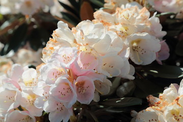 Copenaghen Danimarca