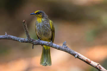 Stripe-throated Bulbul Bird, standing on a branch in nature