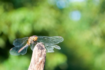 Dragonfly with green blurred background. Space in top and right side