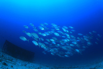 Fototapeta na wymiar Underwater blue ocean and school of Bigeye Jack fish