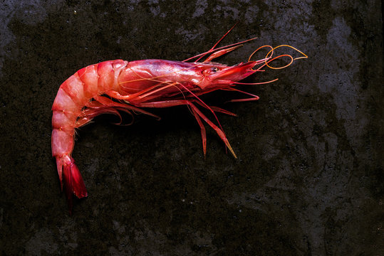 Prawn On A Black Stone