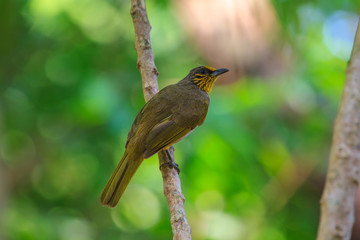 Stripe-throated Bulbul Bird, standing on a branch in nature