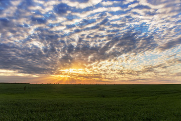 sunset over the green field.