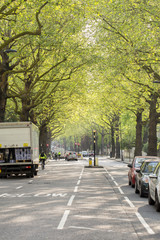 Fototapeta premium London, England. On one of the main arterial roads into London, in Spring, the canopy of the trees lights up with the early sunshine making an ugly environment glow.