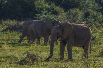 Naklejka na ściany i meble Elephant herd in the wild at the Welgevonden Game Reserve in South Africa