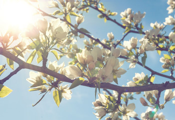 Beautiful apple tree branch with sun