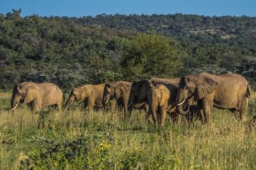 Elephant herd  in the wild at  the Welgevonden Game Reserve in South Africa