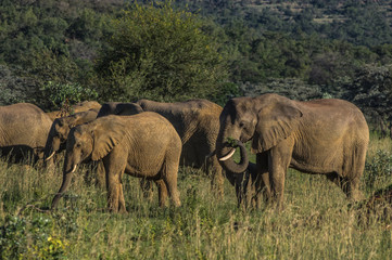 Fototapeta premium Elephant herd in the wild at the Welgevonden Game Reserve in South Africa