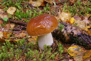 Boletus edulis - deliciousedible mushroom in nature