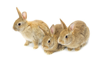 three brown rabbits