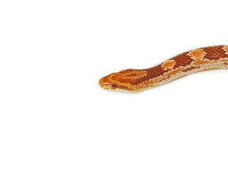 Naklejka premium cropped image of a snake.