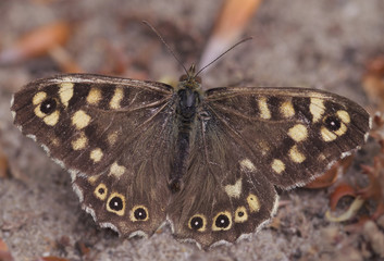 macro speckled wood (pararge aegeria) butterfly - 111303585