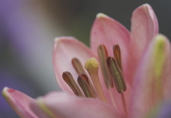 macro open pink tulip showing stamens - 111303591