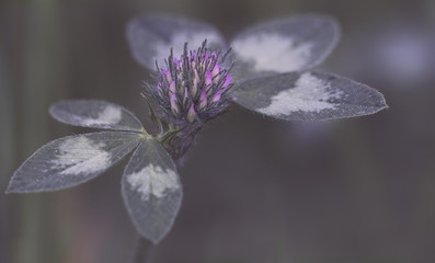 macro trefoil clover flower - 111303598