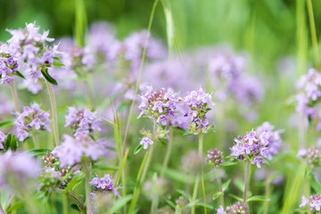 Obraz premium purple flowers close-up