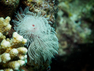 Feather Duster Worms - Sebellidae