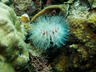 Feather Duster Worms - Sebellidae