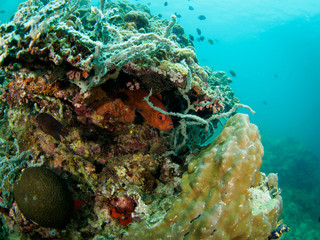 Fototapeta na wymiar Underwater Fish