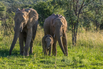 Elephant herd  in the wild at  the Welgevonden Game Reserve in South Africa