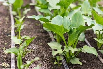 Calla flowers leafs in the greenhouse