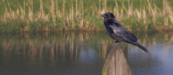 Corvus corone crow sitting on wooden post by river shore - 111304308