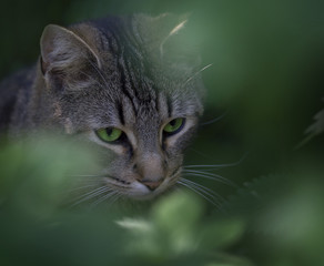 alert cat hiding in foliage - 111304309