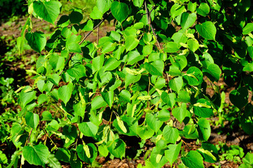 Zielone liście krzaku w miejskim parku