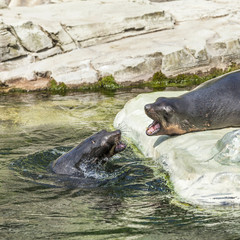 two male seal fighting in the ocean