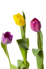 yellow and pink tulip flowers.