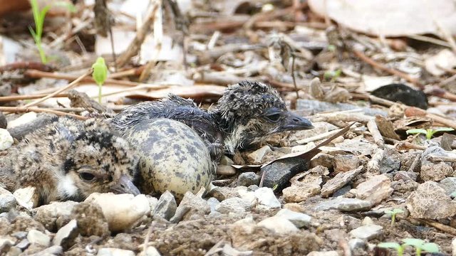 Baby Red-wattled Lapwing (Vanellus indicus) was new born in nest.