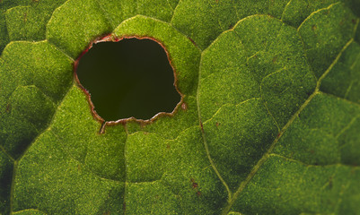 macro leaf with a hole - Powered by Adobe