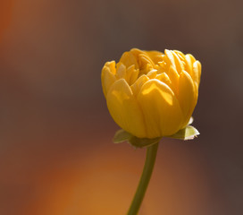 single yellow flower  - 111306115