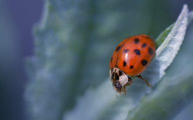 macro ladybug blurred blue artistic background - 111306140