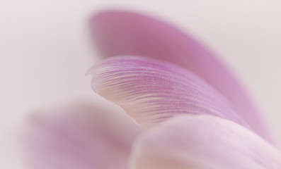 soft macro crocus petals - 111306159