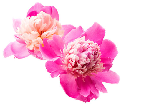 Fototapeta peony flower isolated