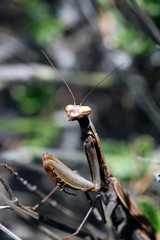 Praying mantis (Archimantis latistyla)