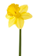 yellow daffodil on a stem © Dan Kosmayer