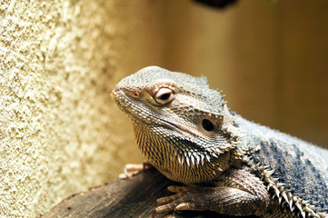 Esceloporus magister (desert spiny lizard)