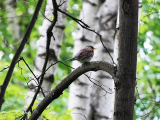 Bird on a tree