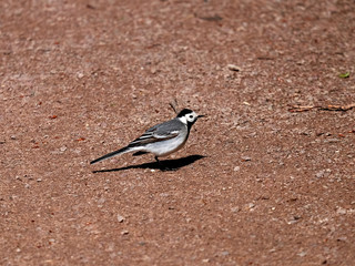 Obraz premium Wagtail
