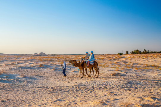 Dromedary Camel in sahara desert, Tunisia, Africa