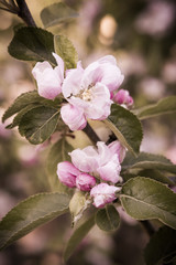 apple tree flower. Plant in a public park in Glasgow, Scotland, United Kingdom