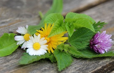 wildkräuter für einen salat © goldbany